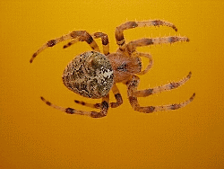 Spinne, GIF-Format, 22,2 KB, 256 indizierte Farben