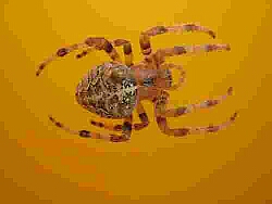 Spinne - JPG-Format, 10 % Qualität, 33,7 KB